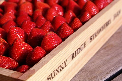 Mornington Peninsula Winery Tours With Cheese, Chocolate Tastings From Melbourne - Northern Rivers Accommodation 7