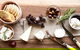 Mornington Peninsula Winery Tours With Cheese, Chocolate Tastings From Melbourne - thumb 14
