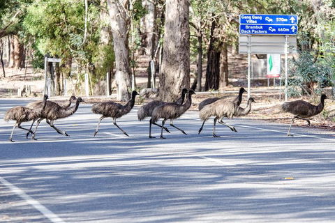 Grampians National Park With Kangaroos And MacKenzie Falls From Melbourne - Northern Rivers Accommodation 7