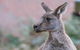 Grampians National Park With Kangaroos And MacKenzie Falls From Melbourne - thumb 13