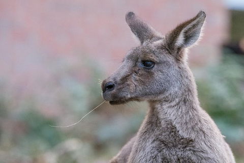 Grampians National Park With Kangaroos And MacKenzie Falls From Melbourne - Northern Rivers Accommodation 13