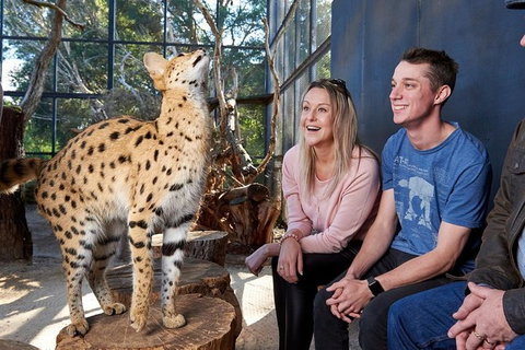 African Cat Encounter At Werribee Open Range Zoo - Northern Rivers Accommodation 5