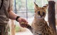 African Cat Encounter At Werribee Open Range Zoo - thumb 3