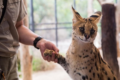 African Cat Encounter At Werribee Open Range Zoo - Northern Rivers Accommodation 3