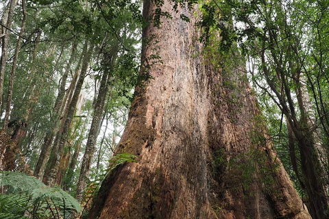 Great Ocean Road Private Day Tour - Northern Rivers Accommodation 7