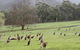 Grampians National Park Small-Group Eco Tour From Melbourne - thumb 7