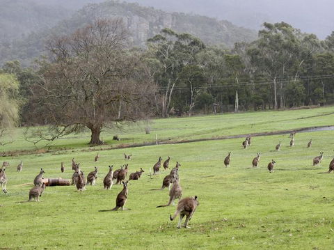 Grampians National Park Small-Group Eco Tour From Melbourne - Northern Rivers Accommodation 7