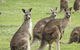 Grampians National Park Small-Group Eco Tour From Melbourne - thumb 8