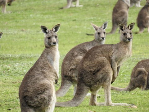 Grampians National Park Small-Group Eco Tour From Melbourne - Northern Rivers Accommodation 8