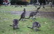 Grampians National Park Small-Group Eco Tour From Melbourne - thumb 13