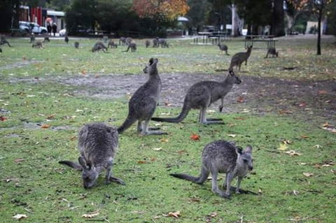 Grampians National Park Small-Group Eco Tour From Melbourne - Northern Rivers Accommodation 13