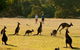 Grampians National Park Small-Group Eco Tour From Melbourne - thumb 25