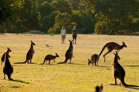 Grampians National Park Small-Group Eco Tour From Melbourne - Northern Rivers Accommodation 25