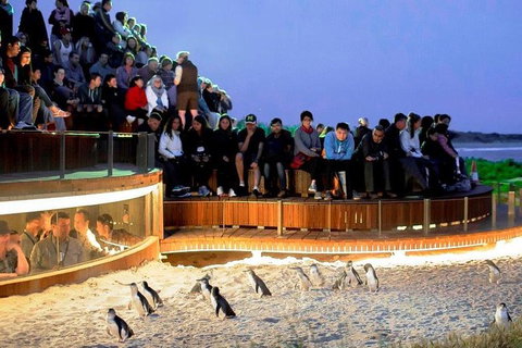 Private Tour: Phillip Island, Penguin Parade And Moonlit Sanctuary Conservation Park From Melbourne - Northern Rivers Accommodation 1
