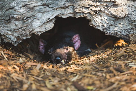 Private Tour: Phillip Island, Penguin Parade And Moonlit Sanctuary Conservation Park From Melbourne - Northern Rivers Accommodation 7