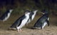 Private Tour: Phillip Island, Penguin Parade And Moonlit Sanctuary Conservation Park From Melbourne - thumb 2