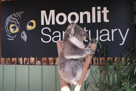 Private Tour: Phillip Island, Penguin Parade And Moonlit Sanctuary Conservation Park From Melbourne - Northern Rivers Accommodation 3