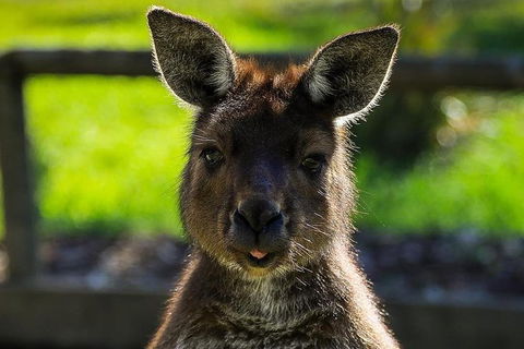 Ballarat Wildlife Park - Northern Rivers Accommodation 1