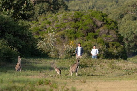Wilsons Promontory Walks And Wildlife Tour From Melbourne - Northern Rivers Accommodation 9