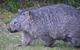Wilsons Promontory Walks And Wildlife Tour From Melbourne - thumb 6