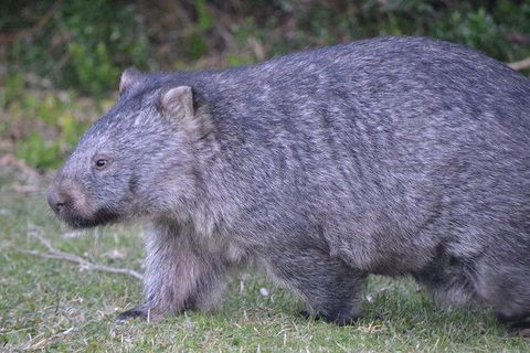 Wilsons Promontory Walks And Wildlife Tour From Melbourne - Northern Rivers Accommodation 6