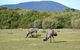 Wilsons Promontory Walks And Wildlife Tour From Melbourne - thumb 7