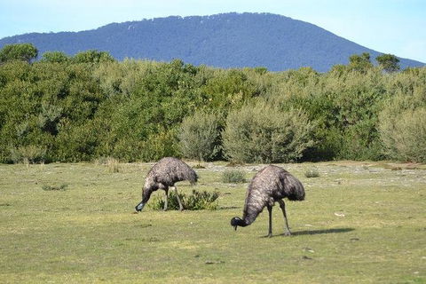 Wilsons Promontory Walks And Wildlife Tour From Melbourne - Northern Rivers Accommodation 7