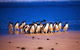 Private Tour: Phillip Island Full-Day Penguins PLUS - thumb 0