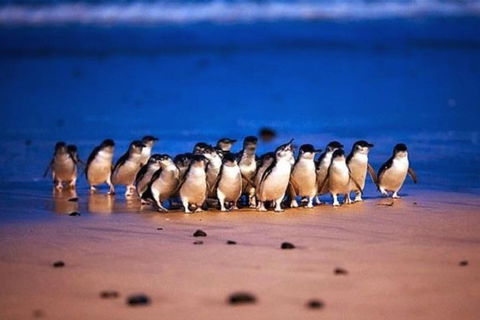 Private Tour: Phillip Island Full-Day Penguins PLUS - Northern Rivers Accommodation 0