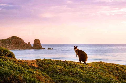 Private Tour: Phillip Island Full-Day Penguins PLUS - Northern Rivers Accommodation 1