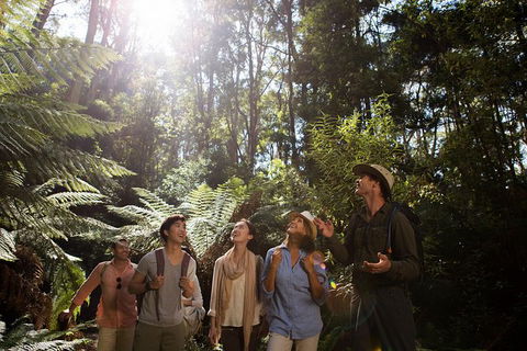 Great Ocean Road To Grampians 2 Day 1 Night Tour From Melbourne To Adelaide - Northern Rivers Accommodation 7