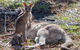 Great Ocean Road To Grampians 2 Day 1 Night Tour From Melbourne To Adelaide - thumb 4