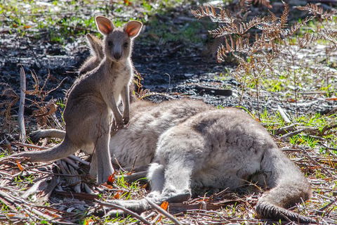 Great Ocean Road To Grampians 2 Day 1 Night Tour From Melbourne To Adelaide - Northern Rivers Accommodation 4