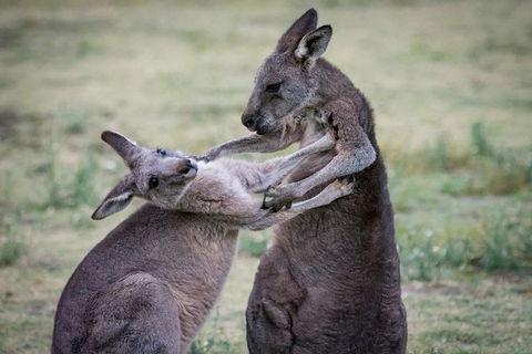 Great Ocean Road To Grampians 2 Day 1 Night Tour From Melbourne To Adelaide - Northern Rivers Accommodation 12