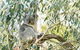 Ultimate Reverse Direction - 12 Apostles, Great Ocean Road - Small Group Tour - thumb 7