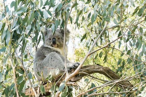 Ultimate Reverse Direction - 12 Apostles, Great Ocean Road - Small Group Tour - Northern Rivers Accommodation 7