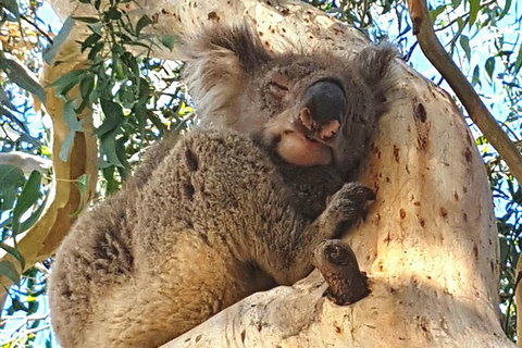 Great Ocean Road Adventure - Private Tour - Reverse - Northern Rivers Accommodation 7