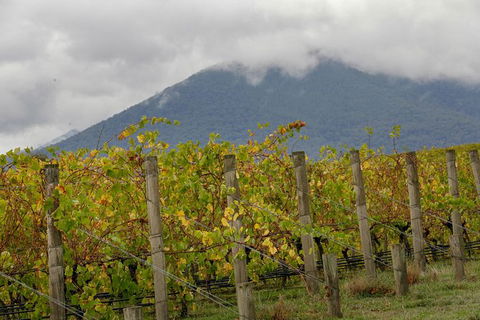 Yarra Valley Public Winery Tours - Northern Rivers Accommodation 4