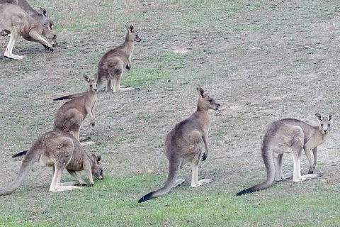 Yarra Valley Public Winery Tours - Northern Rivers Accommodation 13