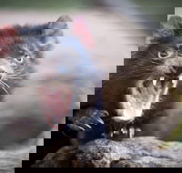 Port Arthur and Tassie Devils Active Day Tour from Hobart - Northern Rivers Accommodation