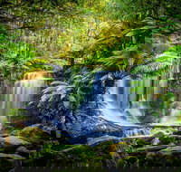 Day Tour in Mt. Field Mt. Wellington Bonorong Wildlife Sanctuary and Richmond - Northern Rivers Accommodation