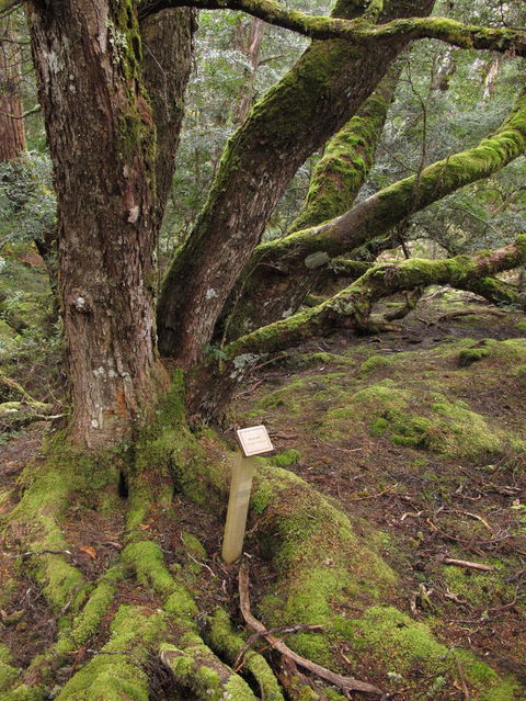 Cradle Mountain National Park Day Tour From Launceston - Northern Rivers Accommodation 16