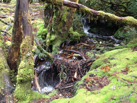 Cradle Mountain National Park Day Tour From Launceston - Northern Rivers Accommodation 7