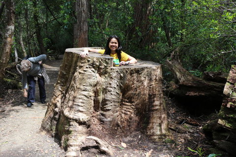 Huon Valley And Tahune Forest Airwalk Tour From Hobart - Northern Rivers Accommodation 3