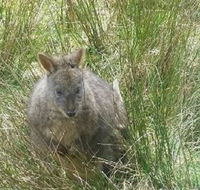 Leven Canyon Day Trip Including Wings Wildlife Park or Gunns Plains Caves from Devonport Ulverstone or Burnie - Northern Rivers Accommodation