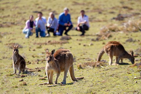Wineglass Bay And Maria Island Wildlife Scenic Flight From Hobart - Northern Rivers Accommodation 1