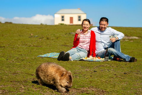 Wineglass Bay And Maria Island Wildlife Scenic Flight From Hobart - Northern Rivers Accommodation 0