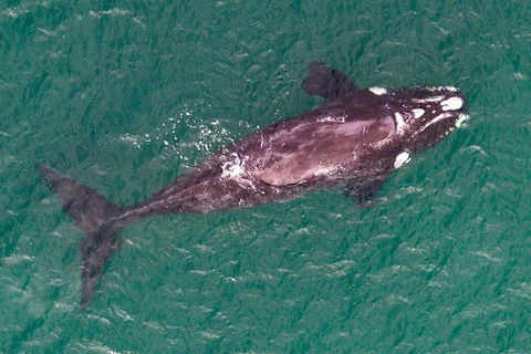 Wineglass Bay And Maria Island Wildlife Scenic Flight From Hobart - Northern Rivers Accommodation 12