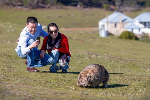 Wineglass Bay And Maria Island Wildlife Scenic Flight From Hobart - Northern Rivers Accommodation 4