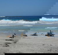 Kangaroo Island in a Day Tour from Adelaide - Northern Rivers Accommodation